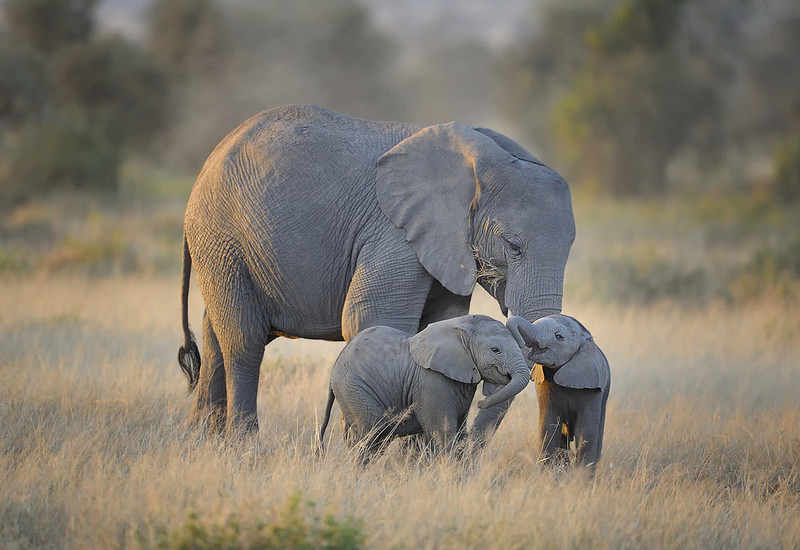 Nowe rynki zbytu: Kenia i Tanzania